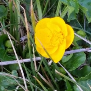 Photographie n°2175123 du taxon Ranunculus repens L. [1753]