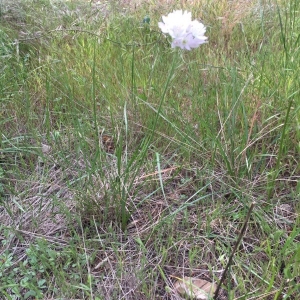 Photographie n°2175128 du taxon Nothoscordum borbonicum Kunth [1843]