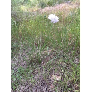 Allium fragrans sensu H.Coste (Ail odorant)