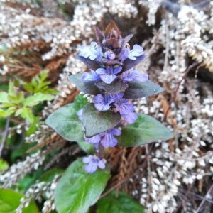 Photographie n°2175137 du taxon Ajuga reptans L. [1753]