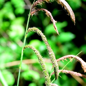 Photographie n°2175143 du taxon Carex pendula Huds. [1762]