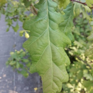Photographie n°2175146 du taxon Quercus robur L. [1753]
