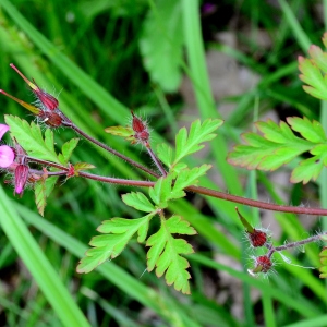 Photographie n°2175153 du taxon Geranium robertianum L. [1753]