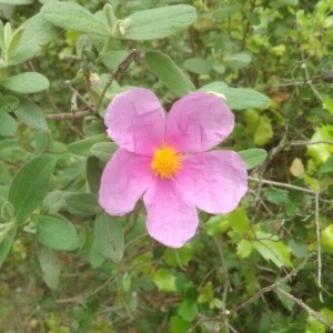 Photographie n°2175156 du taxon Cistus albidus L. [1753]