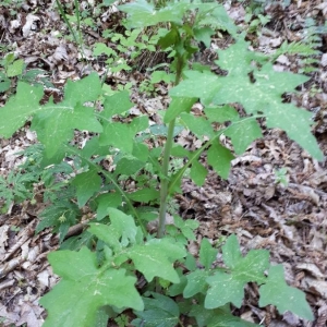 Photographie n°2175163 du taxon Lactuca muralis (L.) Gaertn. [1791]