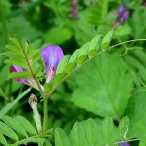 Photographie n°2175177 du taxon Vicia sativa L. [1753]