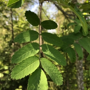 Photographie n°2175189 du taxon Sorbus aucuparia L. [1753]