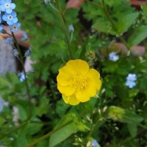 Photographie n°2175201 du taxon Ranunculus repens L. [1753]