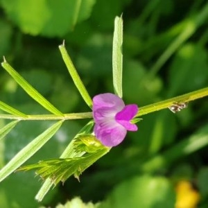 Photographie n°2175219 du taxon Vicia sativa L. [1753]