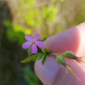 Photographie n°2175227 du taxon Geranium robertianum L. [1753]