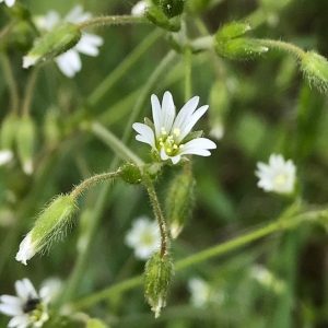 Photographie n°2175284 du taxon Cerastium fontanum Baumg. [1816]