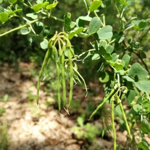 Photographie n°2175306 du taxon Coronilla glauca L. [1755]