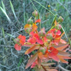 Photographie n°2175312 du taxon Euphorbia dendroides L. [1753]