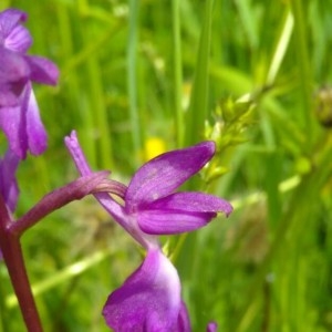 Photographie n°2175326 du taxon Anacamptis laxiflora (Lam.) R.M.Bateman, Pridgeon & M.W.Chase [1997]