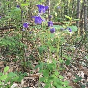 Photographie n°2175386 du taxon Aquilegia vulgaris L. [1753]