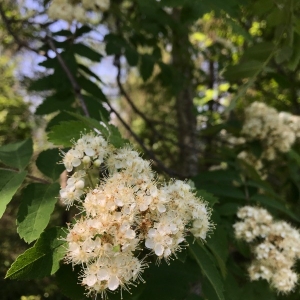 Photographie n°2175391 du taxon Sorbus aucuparia L. [1753]