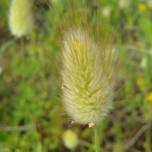 Photographie n°2175433 du taxon Lagurus ovatus L. [1753]