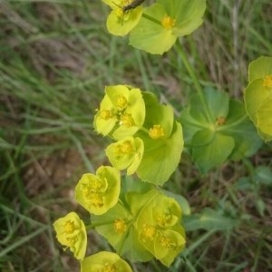 Photographie n°2175486 du taxon Euphorbia serrata L.