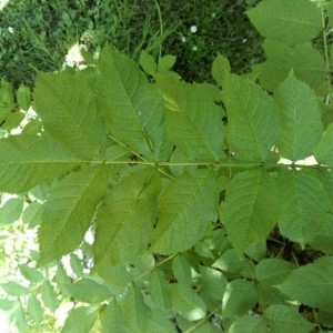 Photographie n°2175493 du taxon Fraxinus excelsior L. [1753]