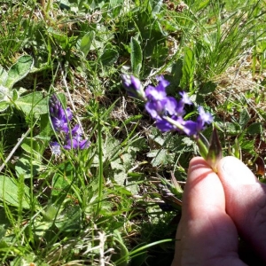 Photographie n°2175500 du taxon Polygala vulgaris L. [1753]