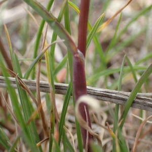  - Poa bulbosa L. [1753]