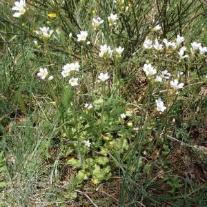 Photographie n°2175593 du taxon Saxifraga granulata L. [1753]