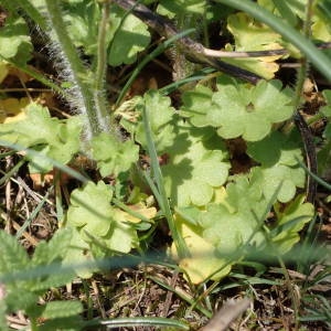 Photographie n°2175594 du taxon Saxifraga granulata L. [1753]