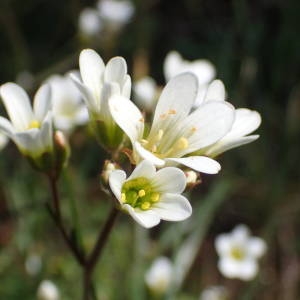 Photographie n°2175595 du taxon Saxifraga granulata L. [1753]