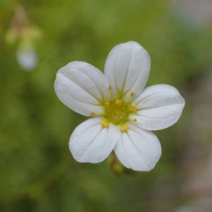  - Saxifraga fragosoi Sennen [1929]