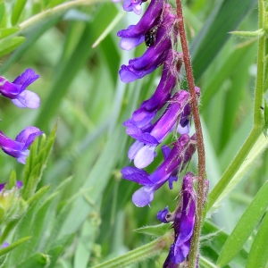 Photographie n°2175631 du taxon Vicia cracca L. [1753]