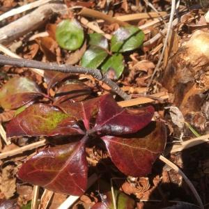 Photographie n°2175707 du taxon Gaultheria procumbens L. [1753]