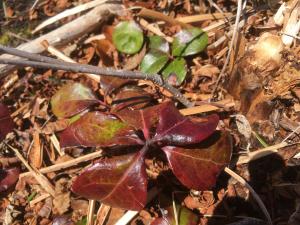 Anaïs DEMAGNY, le  6 mai 2018 (Saint-Pierre)