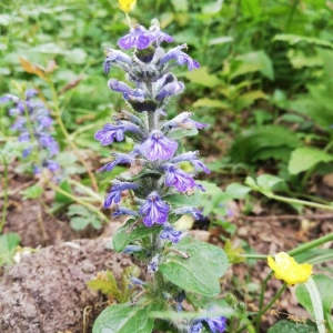 Photographie n°2175742 du taxon Ajuga reptans L. [1753]