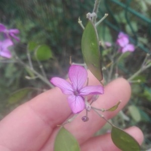 Photographie n°2175762 du taxon Lunaria annua L.