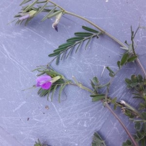 Photographie n°2175811 du taxon Vicia sativa L. [1753]