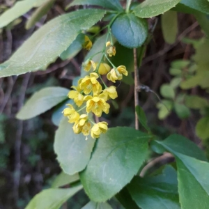 Photographie n°2175814 du taxon Berberis vulgaris L. [1753]