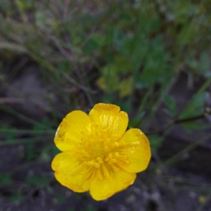 Photographie n°2175815 du taxon Ranunculus repens L. [1753]