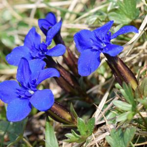  - Gentiana verna subsp. delphinensis (Beauverd) H.Kunze [1971]