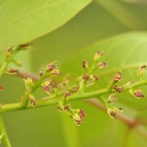 Photographie n°2175852 du taxon Pistacia terebinthus L.