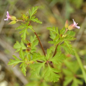 Photographie n°2175861 du taxon Geranium robertianum subsp. purpureum (Vill.) Nyman