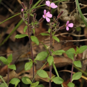  - Saponaria ocymoides subsp. ocymoides 