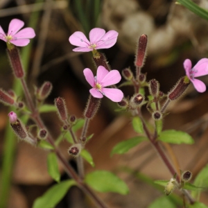  - Saponaria ocymoides subsp. ocymoides 