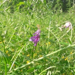 Photographie n°2175910 du taxon Vicia cracca L.