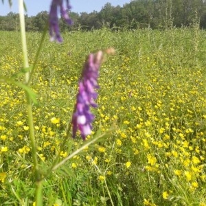 Photographie n°2175912 du taxon Vicia cracca L.