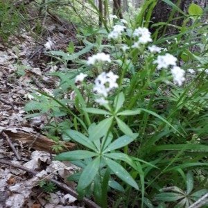 Photographie n°2175932 du taxon Galium odoratum (L.) Scop. [1771]