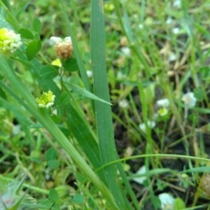 Photographie n°2175936 du taxon Gladiolus italicus Mill. [1768]