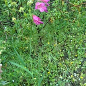 Photographie n°2175937 du taxon Gladiolus italicus Mill. [1768]