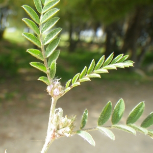 Photographie n°2175958 du taxon Astragalus sesameus L. [1753]