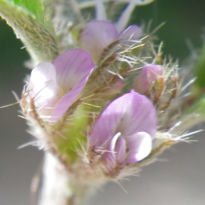 Photographie n°2175959 du taxon Astragalus sesameus L. [1753]