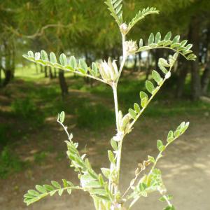 Photographie n°2175963 du taxon Astragalus sesameus L. [1753]